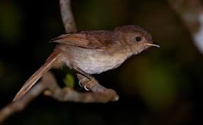 Burung flamboyan adalah salah satu burung kicau yang bagi anda yang mungkin tertarik ingin memelihara burung flamboyan semata untuk di jadikan masteran. 7 Cara Merawat Burung Flamboyan Agar Bisa Gacor Dengan Cepat Pamankicau