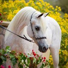الخيل العربي On Instagram الخيل خيل خيول الخيول الخيول العربية الخيل العربية الخيول العربيه الخيل ال Beautiful Arabian Horses Arabian Horse Beautiful Horses