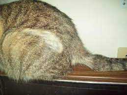A number of months ago, i noticed that my cat developed a small circular bald spot on the top of its head. Cat With Bald Spots On Tail And Back Of Hind Legs