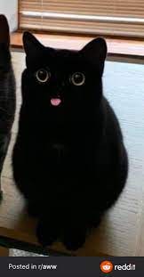 Alan Kenedy On Twitter Cute Cats And Kittens Cute Baby Animals Cute Animals