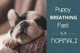 Have you noticed that your pup is twitching and there are, however, instances when fast breathing in a puppy is connected with illness. Puppy Breathing Fast Is It Normal What Should You Do