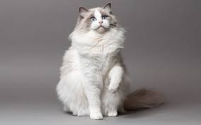 They are colorpointed cats, which means that their yes, ragdolls can be grey. Ragdoll Trupanion Cat Breed Guide