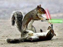When Animals Go Star Wars On Each Other Funny Squirrel Pictures Squirrel Funny Funny Animal Photos