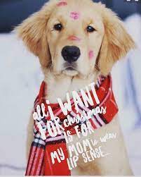 Susan King Clawson Or This Wouldn T Happen To Your Sweet Doggies That Goes For Lori Allen Chapman Ilene Jordan Parker Sh Lipsense Senegence Lipsense Senegence