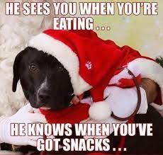 Funny Christmas Dog Memes Christmas Memes Funny Dog Christmas Pictures Pet Holiday