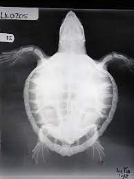 Sea Turtle X Ray Sea Turtle X Ray Turtle