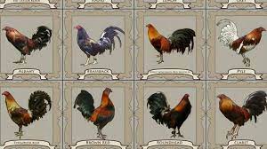 Kenangan tentang pengalaman menyaksikan sabung ayam di bali itu, diabadikan oleh geertz dalam salah sabung ayam, menurut geertz, lebih dari sekadar judi, juga merupakan simbol ekspresi dari. 16 Jenis Ayam Filipina Ayam Peruvian Youtube