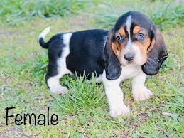 No puppies available at this time. Basset Hound Puppies Petland Bradenton