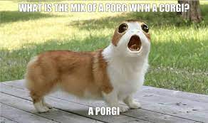Dog Memes Star Wars Humor Star Wars Star Wars Characters