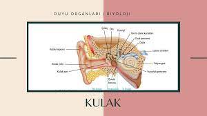 Kulak Duyu Organlari Biyoloji Biyoloji Kulak Kitap