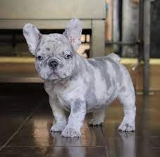 French bulldog puppies for adoption now. French Bulldog Puppies For Sale Fort Lee Nj 310143