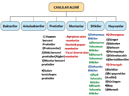 Canlilar Alemi Konu Anlatim Sunusu 9 Sinif Biyoloji Canli Alemleri Ve Ozellikleri Konu Ozeti 2017 2018 Biyoloji Ale Sinif