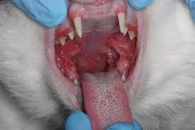 Tooth extraction in dogs may be appropriate for abscessed teeth, abnormal teeth, brokenteeth, discolored teeth, crowded teeth, or teeth severely affected by endodontic tooth sectioned into three separate roots. Stomatitis Animal Dental Specialist