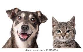 Cat And Dog Looking In The Camera On A White Background Dog Cat Dog Cancer Dog Images
