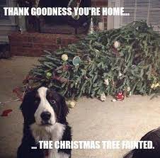 Funny R Funny Funny Animal Pictures Funny Animals Christmas Memes
