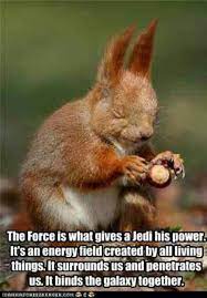 Star Wars Squirrel Animals Cute Animals Funny Animals