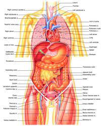 This article looks at female body parts and their functions, and it provides an interactive diagram. Map Of Human Organs Koibana Info Human Body Anatomy Human Body Organs Body Organs Diagram