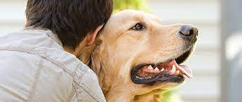 When tooth resorption occurs, sometimes vets can do what is called a crown amputation, where they just remove the tooth at your cat's mouth will be tender after a tooth extraction, and often cats have several teeth removed at one time. Tooth Extraction Complications In Dogs And Cats