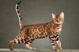 You may be surprised to find that there are even some long haired cats that are. 10 Top Cat Breeds That Don T Shed Does Not Mean Hypoallergenic Traveling With Your Cat