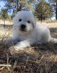 Mom is a beautiful golden/pyr mix but dad is a guess. Great Pyrenees Puppiesfor Sale Happy Heritage Farms