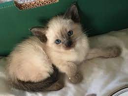 Because of differing tastes among cat fanciers, the siamese cat has been bred to emphasize certain more popular cosmetic traits, relegating the original. Siamese Cats For Sale Olympia Wa 202543 Petzlover