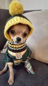 15 Fashion Tips From Chihuahuas Page 2 Of 3 Petpress Cute Animals Chihuahua Puppies Cute Baby Animals