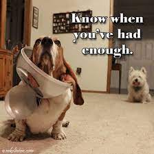 New Year S Eve Memes Basset Hound Funny Basset Hound Hound Puppies