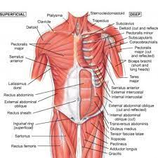 Chest Muscles Diagram Shoulder Muscle Anatomy Neck Muscle Anatomy Muscle Anatomy