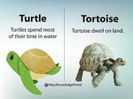 Turtle Vs Tortoise Learn English Words Interesting English Words English Language Teaching