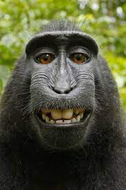 Vesikalik Fotograf Cektirmek Monkeys Funny Funny Animals Animals