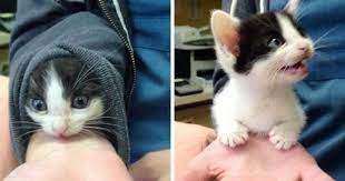When higher functioning animals get bored, they may invent stimulating games or visit unexplored sections of their habitats. Turns Out Cats Bond With Their Owners In The Same Way Children Bond With Parents Bored Panda