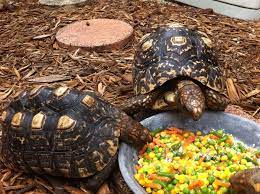 Hybrid Tortoises Red Foot X Leopard Tortoise Leopard Tortoise Tortoises Reptiles