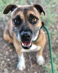 It is our goal to save your pets and get them back to health as quickly as possible. Adoptable Pets In Tucson Entertainment Tucson Com