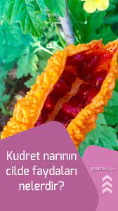 Kudret Narinin Cilde Faydalari Neler Ve Ne Ise Yarar Kudret Nari Cilde Nasil Uygulanmali Cil Yemek Tarifleri Yemek