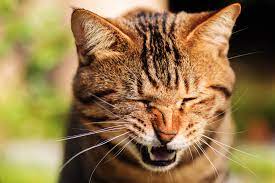 Have the cat regularly groomed, and ask someone who does not have allergies to brush them. Cat Sneezing Respiratory Infections Allergens And Other Causes