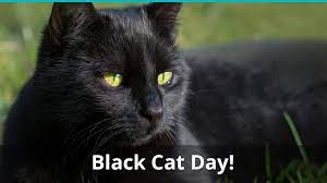 August 17 is black cat appreciation day! National Black Cat Day What Is It And When Is It Held