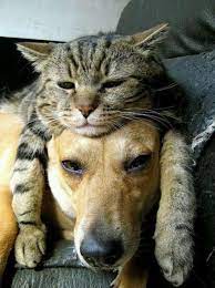 These 16 Ultimately Sweet Moments Of Dog Cat Friendship Are So Moving You Ll Let Go Of All Your Grudges Cute Cats And Dogs Funny Cats And Dogs Funny Animals