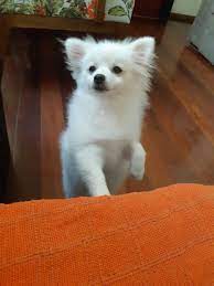 This puppy was born silver like a spoon and you can see the huge color change at approx. Is My Pom Going Through Her Puppy Uglies Pomeranians