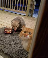 Most importantly, should you keep your fur baby locked inside until the possum is gone? Possum Tries To Steal Cat S Food And Cat S Reaction Is Priceless 7 Pics Bored Panda