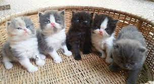 The manx cat breed is moderately active. Cats For You Posts Facebook