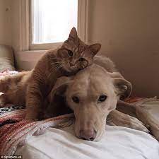 Hilarious Snaps Show The Natural Rivalry Between Cats And Dogs Dog Cat Cute Cats Cats