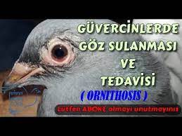 Guvercinlerde Goz Sulanmasi Hastaligi Ve Tedavisi Youtube