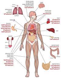 Female anatomy includes the external genitals, or the vulva, and the internal reproductive organs. Map Of Human Organs How Many Organs In The Human Body Gallery Map Of On Sites Infection Koibana Info Human Body Anatomy Human Body Organs Body Diagram