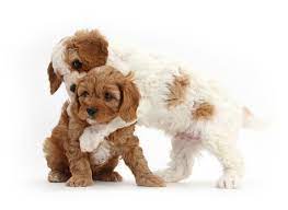 The cavapoo is a mix of the cavalier king charles and the poodle. 1 Cavapoo Puppies For Sale In Chicago Il Uptown