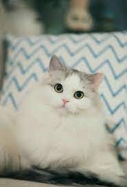 Y N As K Pop Idol New Discontinue Cute Baby Cats Pretty Cats Baby Cats