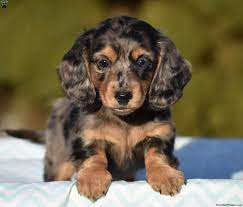 We offer all colors, all patterns, smooth coats, long coats, wirehairs, and english creams. Dachshund Puppies For Sale Greenfield Puppies