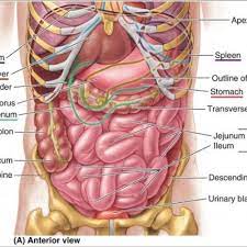 Its upper boundary is the diaphragm, a sheet of muscle and connective tissue that separates it from the chest cavity; Human Stomach Anatomy Diagram Human Anatomy Body Picture Human Body Anatomy Human Anatomy Picture Body Anatomy