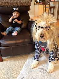 One thing you can do to prepare for your new bundle of fur is to go. 9 Genius Halloween Costumes For Goldendoodles Hey Djangles