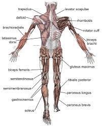 Checklist of muscles you need to know for the exam. The Basic Muscles In The Human Body These Bones Of Mine