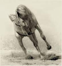 اكبر موسوعة صور خيول اروع صور الخيول العربيه صور خيول اجمل صور خيول صور حصان Horse Art Horses Horse Photographer